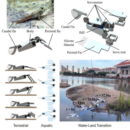 张宇教授研发一种仿生弹涂鱼两栖机器人