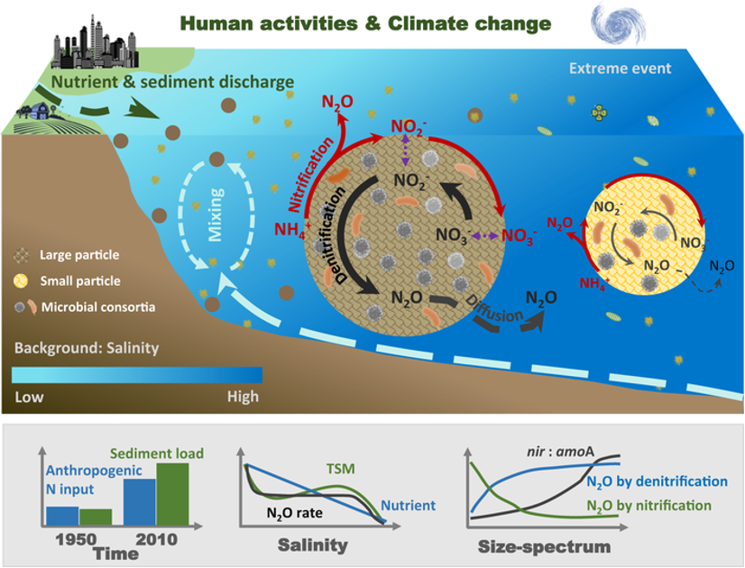 科研进展 | 高树基团队在Nature Communications发文揭示有氧河口水体N2O的主要来源为颗粒物介导反硝化作用