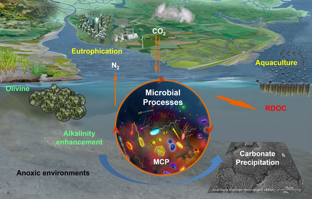 焦念志院士在《National Science Review》发表关于微生物对海洋碳负排放的综合观点