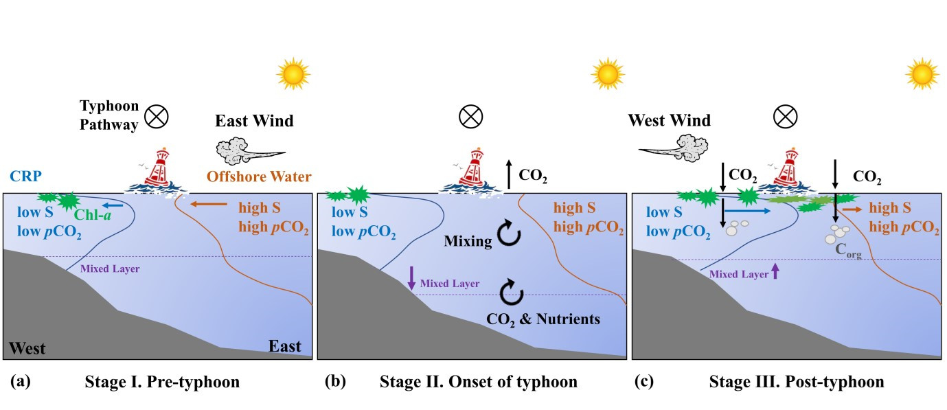 基于浮标高频观测的陆架CO2源汇对台风的响应研究