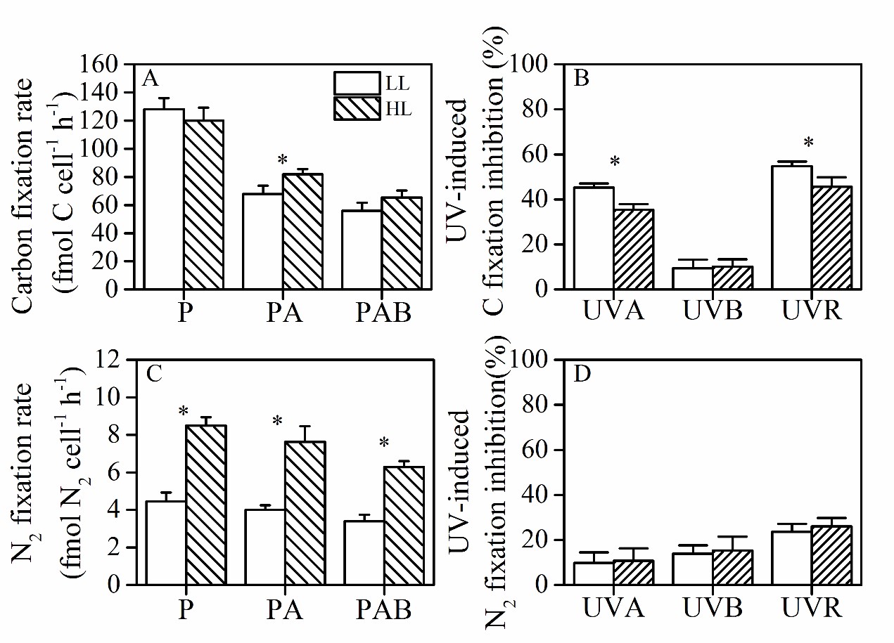 太阳UV辐射抑制束毛藻固氮作用与生长、促进其紫外屏障物质的合成